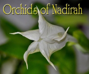 Orchids Of Nadirah